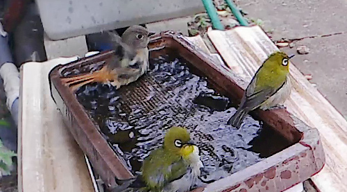 ジョウビタキ メス メジロと水浴び