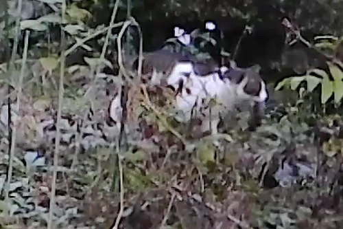 ネコ ネズミ捕獲