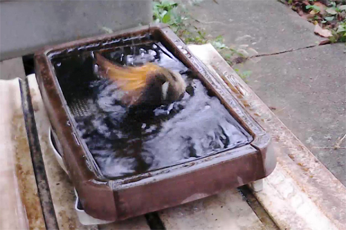 ジョウビタキ メス 水浴び