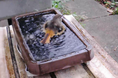 ジョウビタキ メス 水浴び