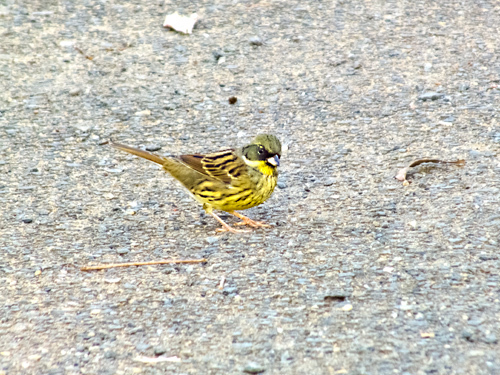 DSCF0057.jpg