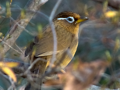 DSCF0206.jpg
