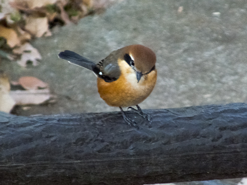 DSCF0528.jpg
