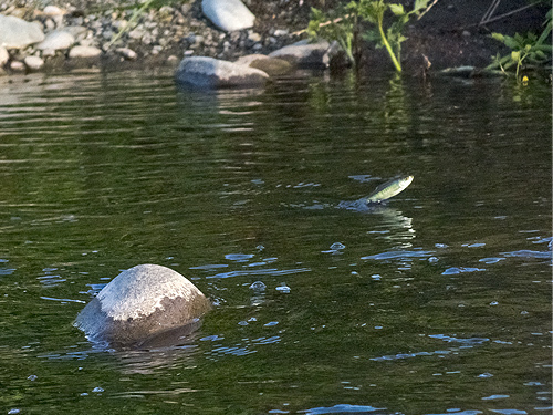 DSCF2068.jpg