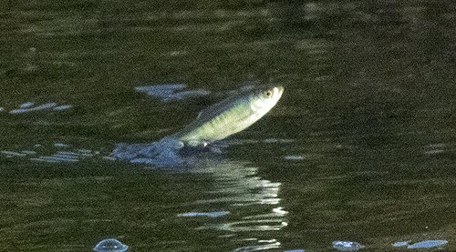 DSCF2068L.jpg