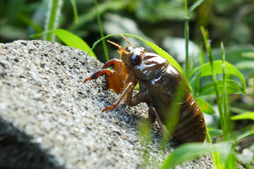 セミ幼虫