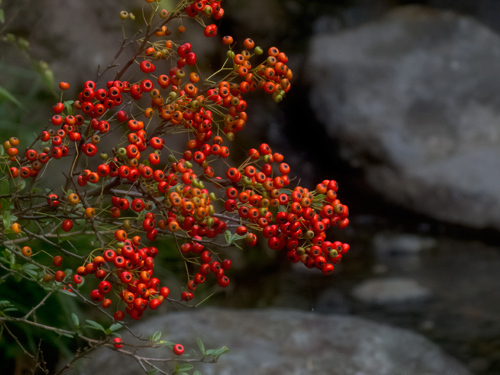 DSCF6642.jpg