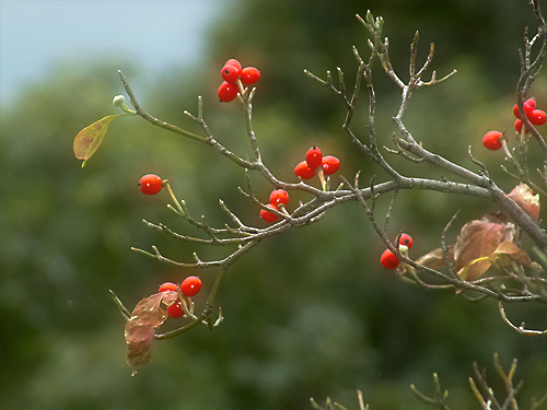DSCF6908.jpg