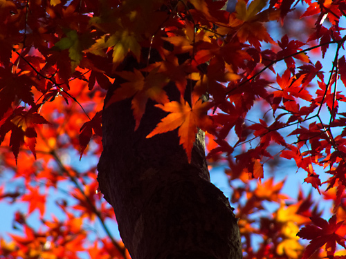DSCF8848.jpg