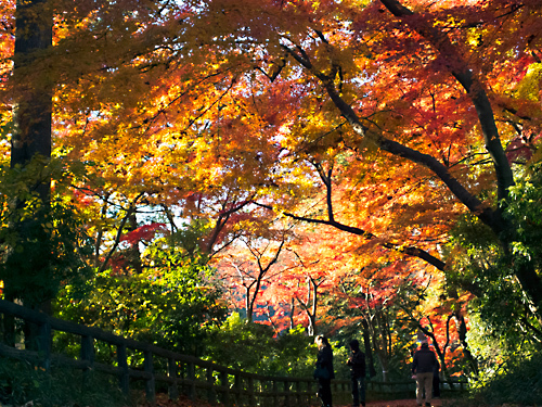 DSCF8855.jpg