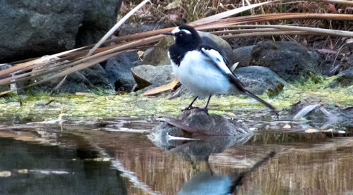 DSCF9479.jpg