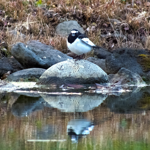 DSCF9484.jpg