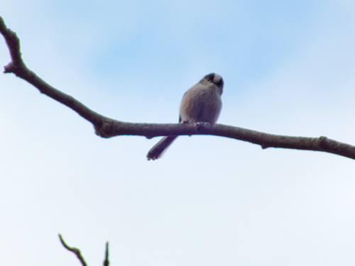 DSCF9514.jpg