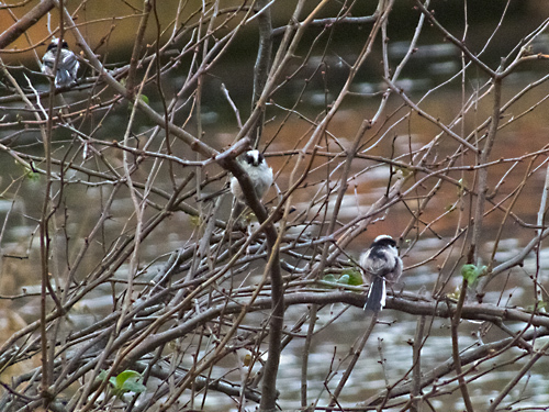 DSCF9518.jpg