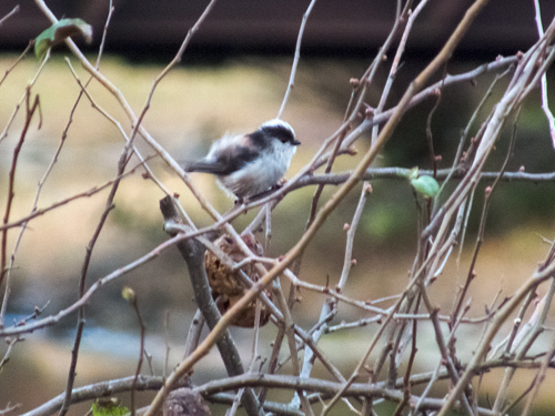 DSCF9523.jpg