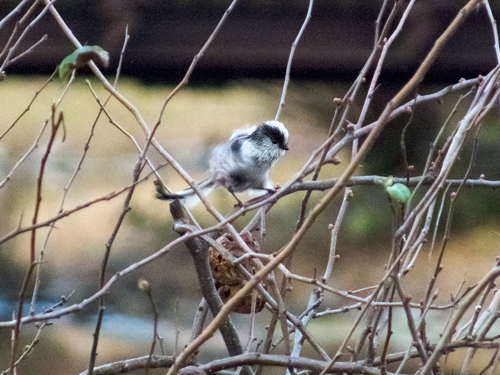 DSCF9524.jpg