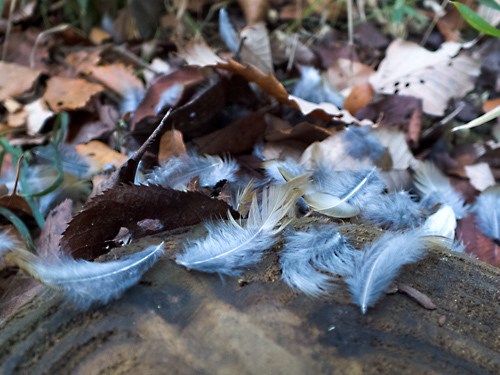 DSCF9966.jpg