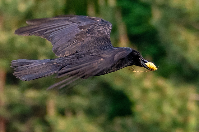カラス