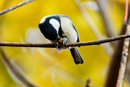 シジュウカラ ハゼの実