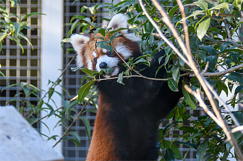 レッサーパンダ