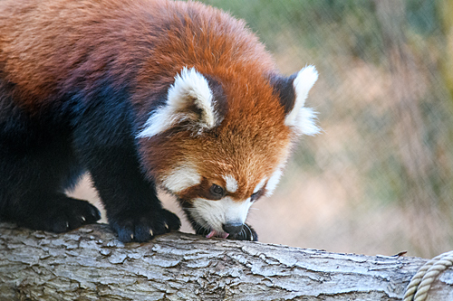 レッサーパンダ