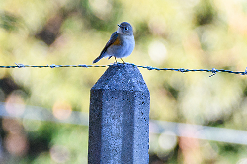 DSC_3354.jpg