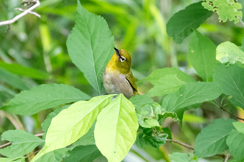 メジロ親鳥