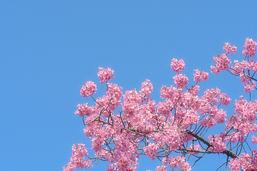 河津桜