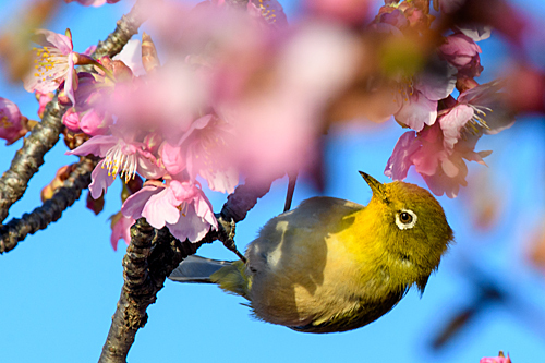 河津桜 メジロ
