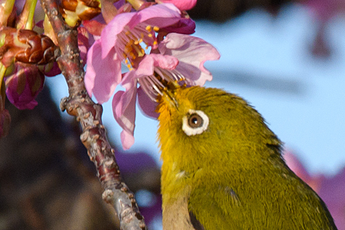 河津桜 メジロ