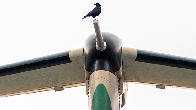 EC-1 カラス