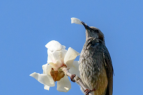 木蓮の花を食べるヒヨドリ