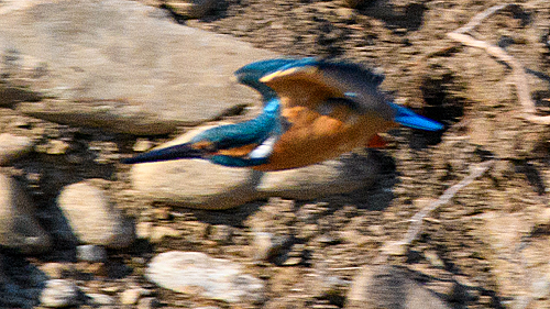 カワセミ