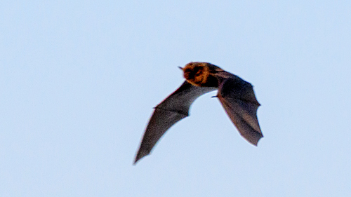 DSC_7827b.jpg