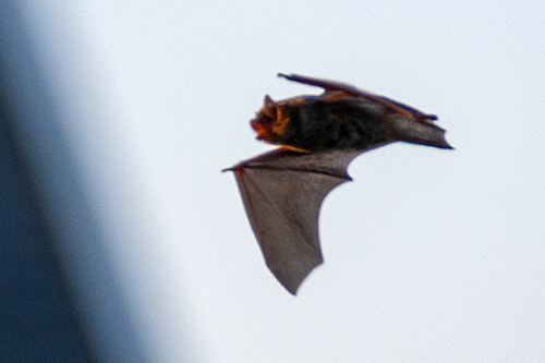 DSC_7832.jpg