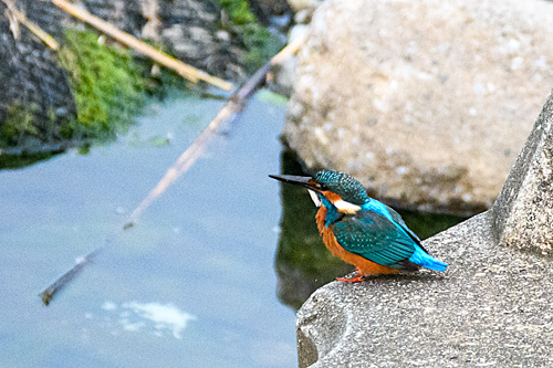 カワセミ