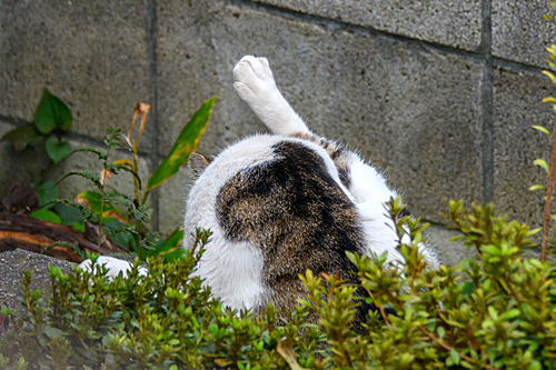 ネコ