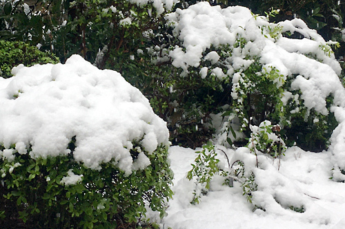 春の雪