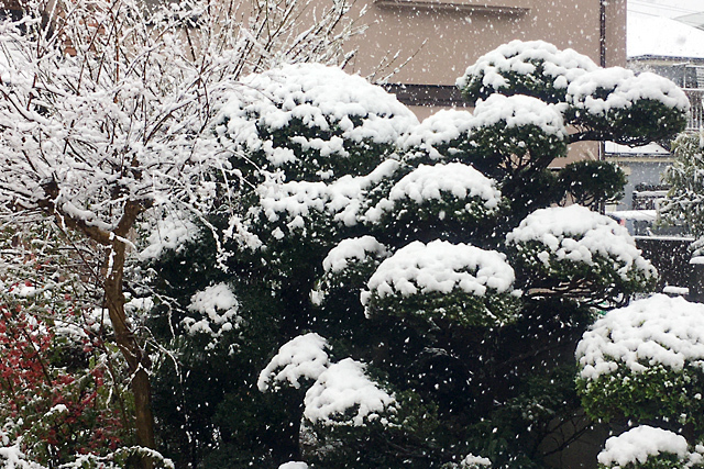 春の雪