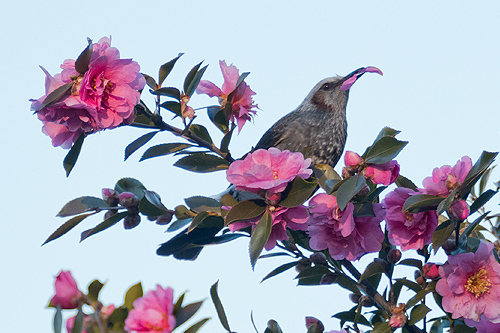 ヒヨドリに食べられる山茶花