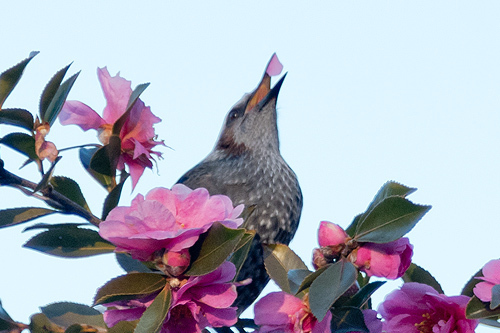 ヒヨドリに食べられる山茶花