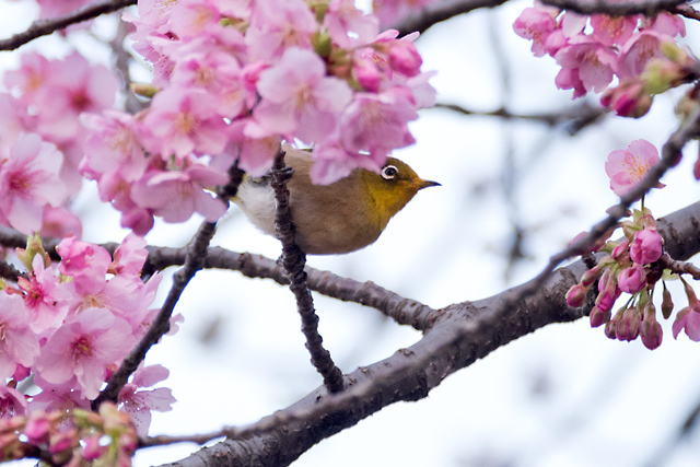 メジロと河津桜