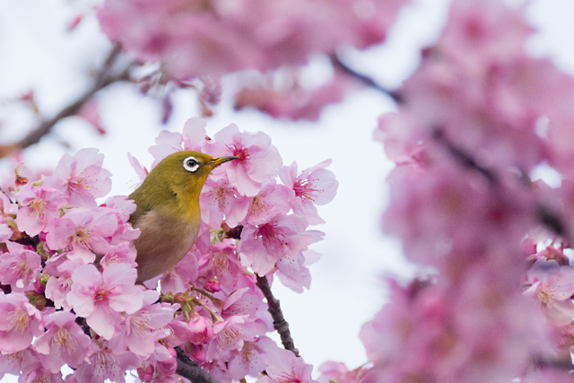 メジロと河津桜