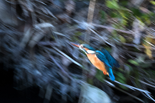 カワセミ