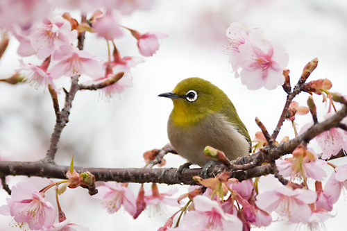 河津桜 メジロ