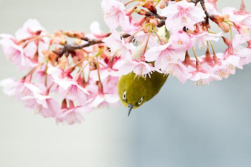 河津桜 メジロ