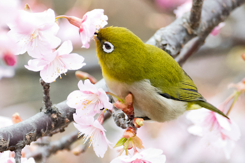 河津桜 メジロ