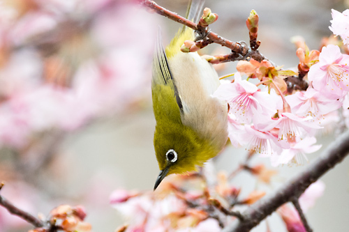 河津桜 メジロ