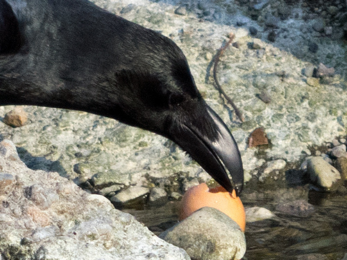鶏卵を割るハシブトガラス