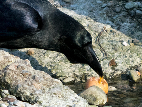 鶏卵を食べるハシブトガラス